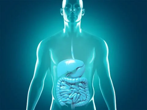 Human digestive system anatomy, 3D rendering illustration Illustrazione stock
