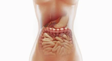 Human digestive system anatomy, 3D rendering illustration Stock Illustration