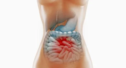 Human digestive system anatomy, 3D rendering illustration Stockillustratie