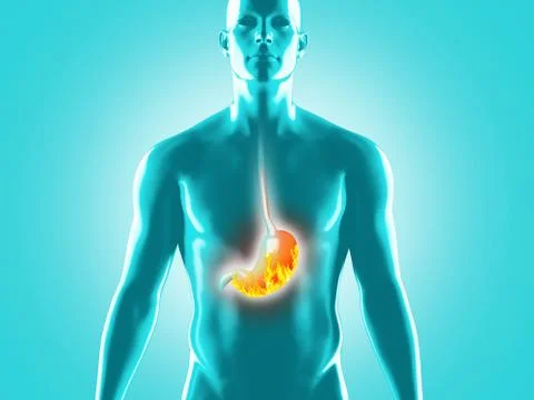 Human digestive system anatomy, 3D rendering illustration Illustrazione stock
