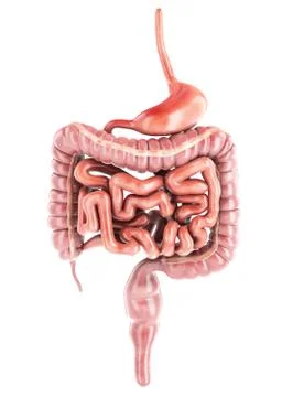 Human Digestive System Anatomy. 3d rendering Stock Illustration