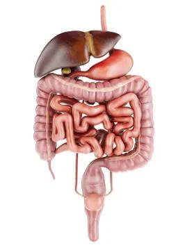 Human Digestive System Anatomy. 3d rendering Stock Illustration