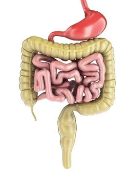 Human Digestive System Anatomy. 3d rendering Stock Illustration