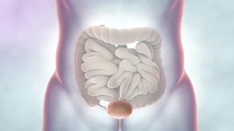 Human Digestive System Anatomy 3D illustration Stock Illustration