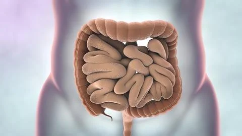 Human Digestive System Anatomy 3D illustration Stock Illustration