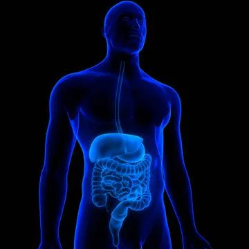 Human Digestive System Anatomy 3D Illustration Concept of Human Digestive ... Fotos de archivo