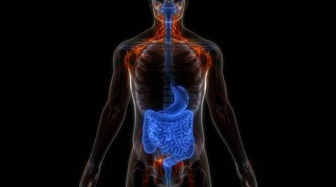 Human Digestive System Anatomy 3D Illustration Concept of Human Digestive ... Stock Photos