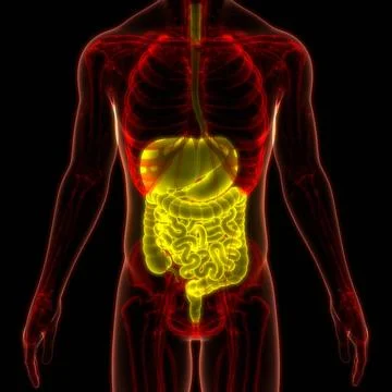 Human Digestive System Anatomy 3D Illustration Concept of Human Digestive ... Stock Photos