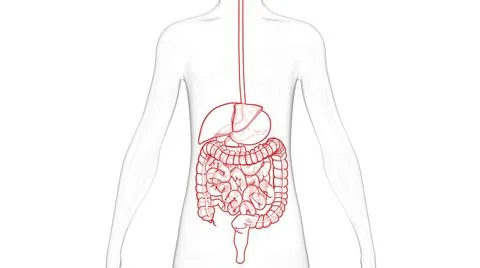 Human Digestive System Anatomy 3D Illustration Concept of Human Digestive ... Stock Photos