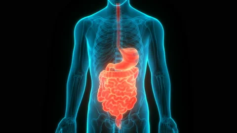 Human Digestive System Anatomy Animation Concept Stock Footage 132225081