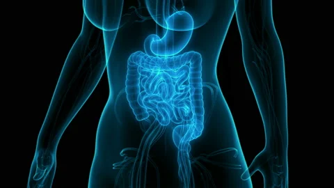 Human Digestive System Anatomy Animation Concept Stock Footage 137293019