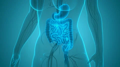 Human Digestive System Anatomy Animation Concept 库存影片 138183666