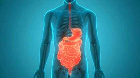 Human Digestive System Anatomy Animation Concept Vídeo Stock 138185915