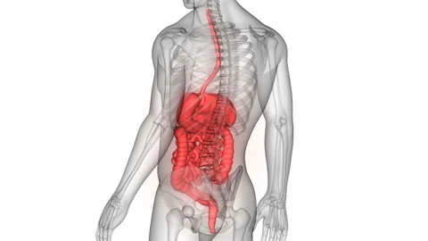 Human Digestive System Anatomy Animation Concept Vídeo Stock 139554351