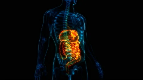 Human Digestive System Anatomy Animation Concept Stock Footage 139554435