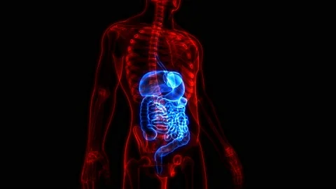 Human Digestive System Anatomy Animation Concept Vídeos de archivo 140703115