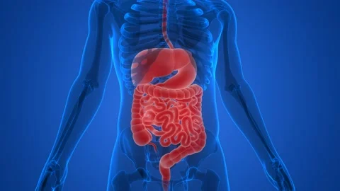 Human Digestive System Anatomy Animation Stock Video Pond5 Human Digestive System Anatomy Animation Stock Video Pond5