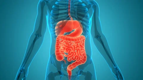 Human Digestive System Anatomy Animation Concept 库存影片 142243552