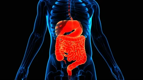 Human Digestive System Anatomy Animation Concept Video stock 142243580
