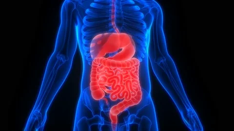Human Digestive System Anatomy Animation Concept Stock Footage 142243585