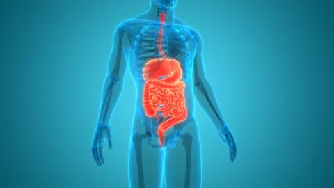 Human Digestive System Anatomy Animation Concept 스톡 동영상 142243590