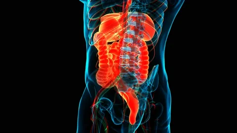 Human Digestive System Anatomy Animation Concept Видео 142243793