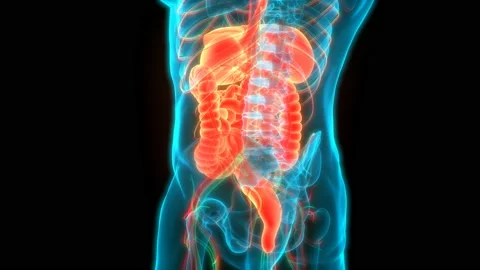 Human Digestive System Anatomy Animation Concept 스톡 동영상 142243801