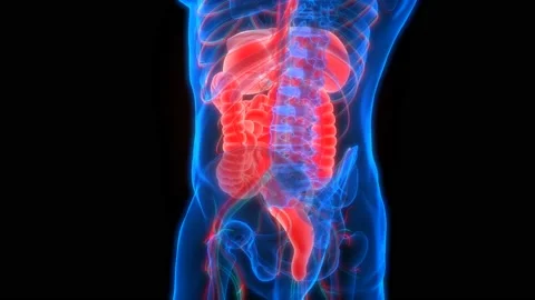 Human Digestive System Anatomy Animation Concept Видео 142243831