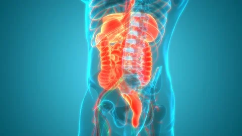 Human Digestive System Anatomy Animation Concept 스톡 동영상 142244002