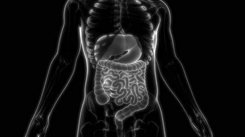 Human Digestive System Anatomy Animation Concept Видео 142244010