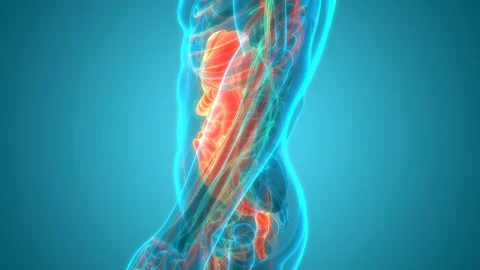 Human Digestive System Anatomy Animation Concept Stockbeeldmateriaal 142504881