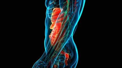 Human Digestive System Anatomy Animation Concept Vidéo 142505184