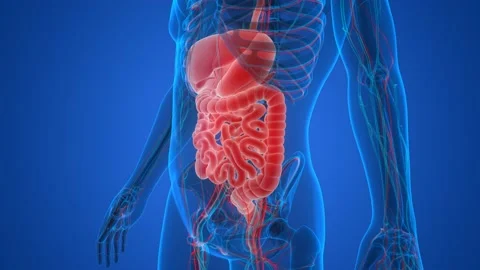 Human Digestive System Anatomy Animation Concept 스톡 동영상 142505200