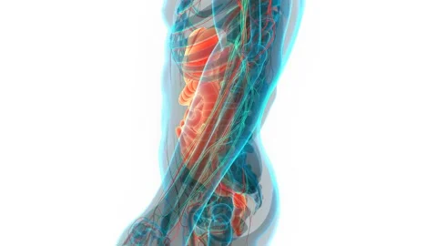 Human Digestive System Anatomy Animation Concept Stock-Footage 142505309