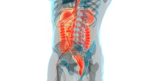 Human Digestive System Anatomy Animation Concept Stock-Footage 142505512