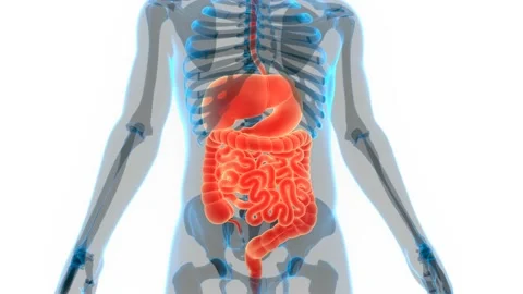 Human Digestive System Anatomy Animation Concept 動画素材 142505828