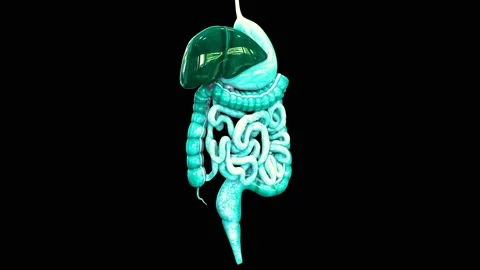 Human Digestive System Anatomy Animation Concept Stock Footage 143468277
