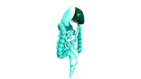 Human Digestive System Anatomy Animation Concept 스톡 동영상 143468408