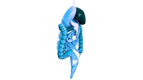 Human Digestive System Anatomy Animation Concept Video stock 143468429