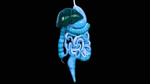 Human Digestive System Anatomy Animation Concept 스톡 동영상 143468458