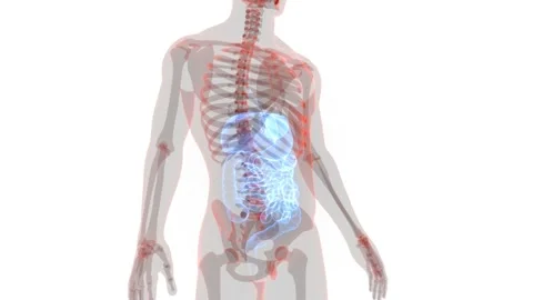Human Digestive System Anatomy Animation Concept Vídeo Stock 143468674
