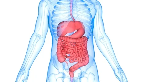 Human Digestive System Anatomy Animation Concept Vídeo Stock 144293849