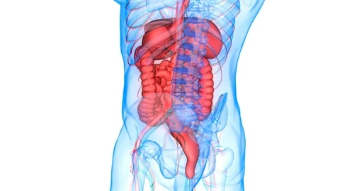 Human Digestive System Anatomy Animation Concept Видео 144293860