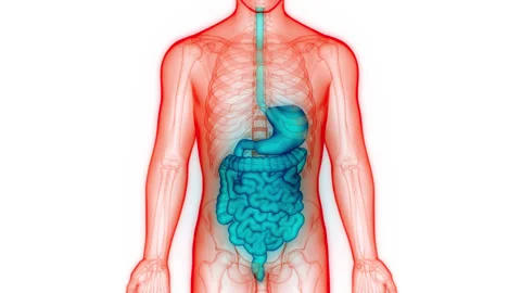 Human Digestive System Anatomy Animation Concept Vidéo 148309162