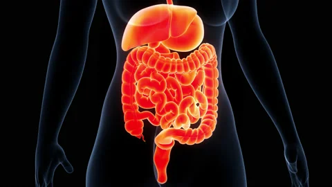 Human Digestive System Anatomy Animation Concept Vídeos de archivo 148311547