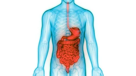Human Digestive System Anatomy Animation Concept Видео 148311606