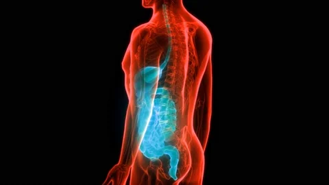 Human Digestive System Anatomy Animation Concept Vidéo 148311621