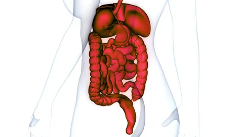 Human Digestive System Anatomy Animation Concept Video stock 150135727