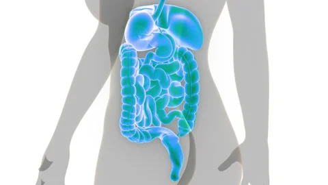 Human Digestive System Anatomy Animation Concept Stock Footage 150135800