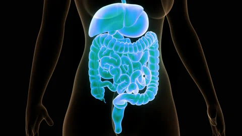 Human Digestive System Anatomy Animation Concept 스톡 동영상 150135904